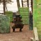 paintball 137