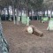 paintball 170